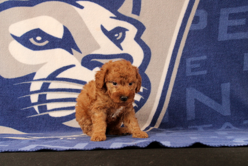 puppy, for, sale, Mini Goldendoodle F1B, Matthew B. Stoltzfus, dog, breeder, Gap, PA, dog-breeder, puppy-for-sale, forsale, nearby, find, puppyfind, locator, puppylocator, aca